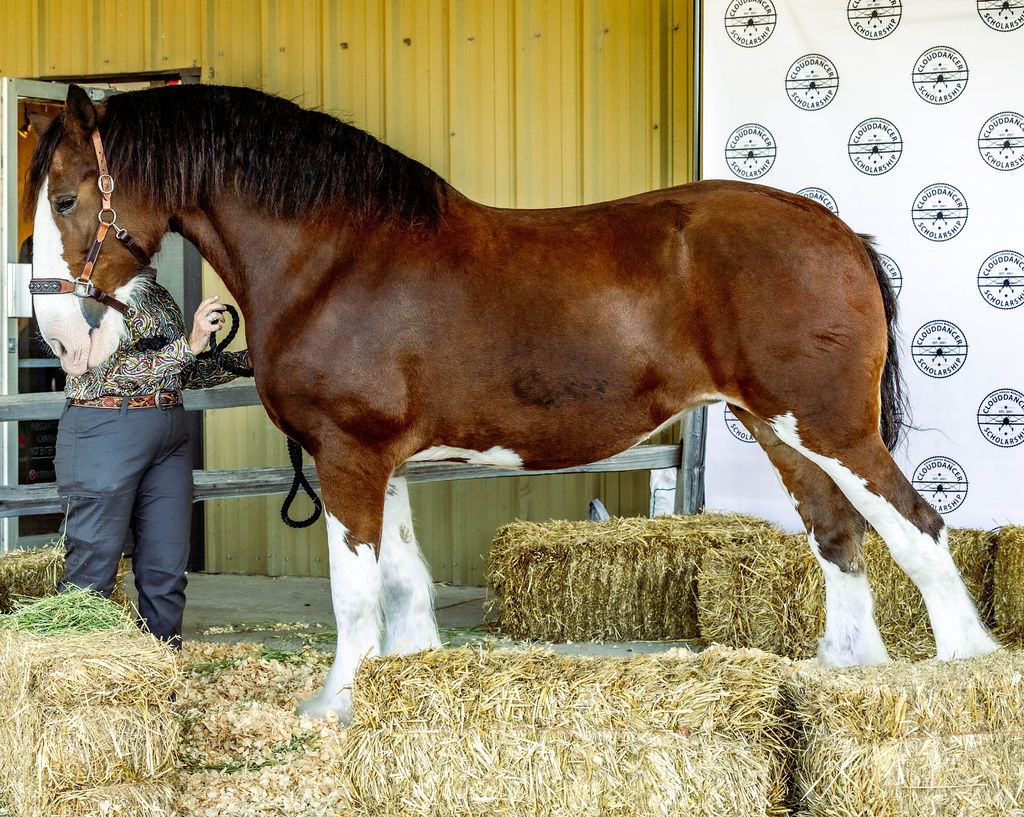Clydesdales at Austin Ranch